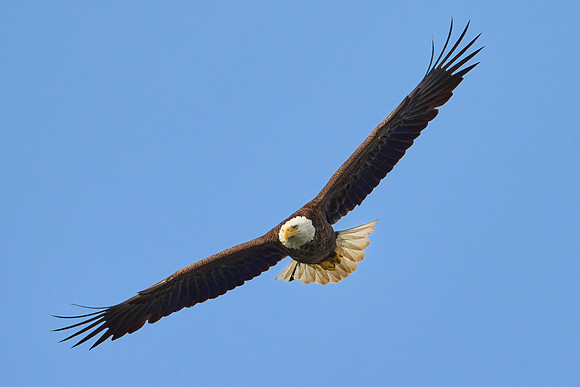 Eagle in Flight, May 2025