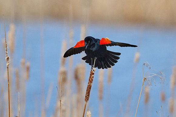 Red-Winded Black Bird, April 2025