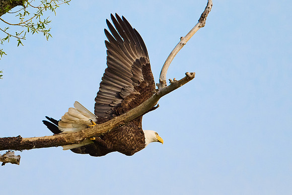 Bald Eagle, May 2025