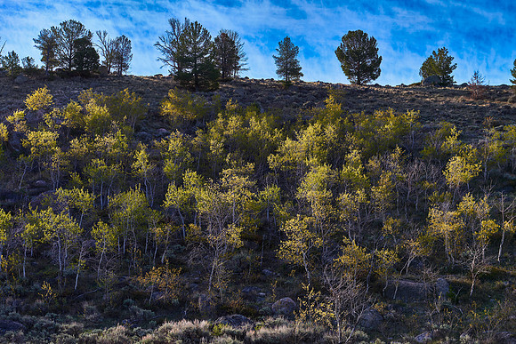 Spring Aspens, Wind River Range