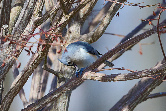 Tufted Titmouse