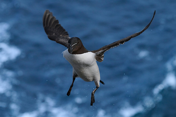 Razorbill, Grimsey, June 2025