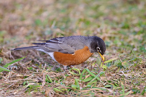 Robin catches worm, sequence #2