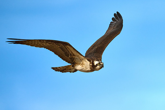 Osprey Female, April 2025