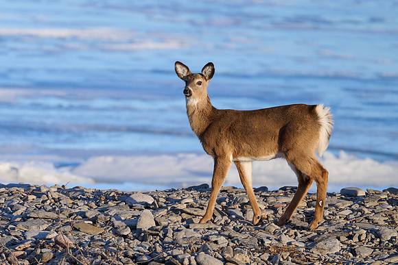Deer on Beach, 2025-03-08 (frozen lake)