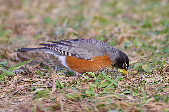 Robin catches worm, sequence #2
