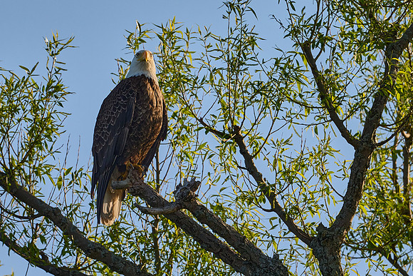 Eagle at Rest, May 2025