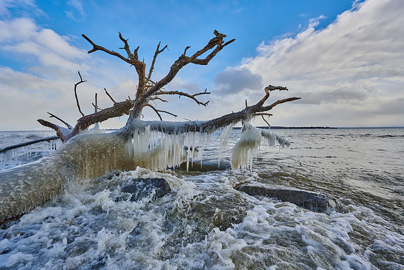 Winter Willow, 2022-01-10