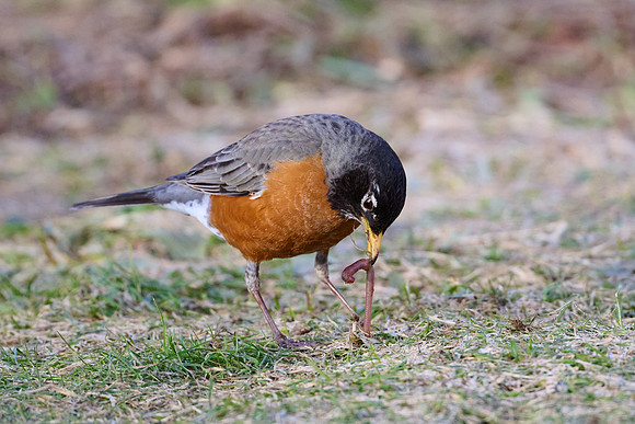 Robin catches worm, sequence #1