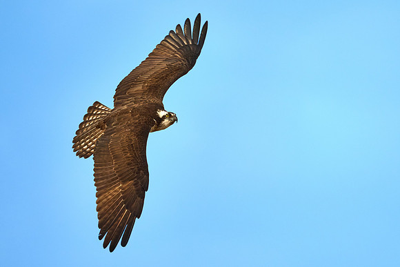 Osprey Female, April 2025