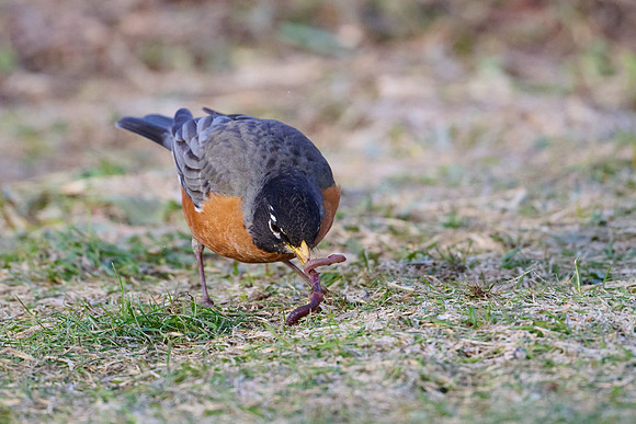 Robin catches worm, sequence #1