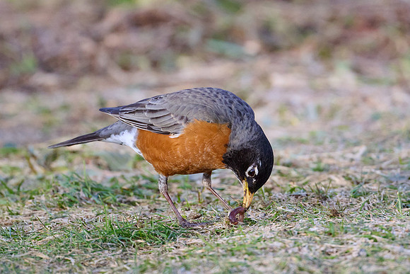 Robin catches worm, sequence #1