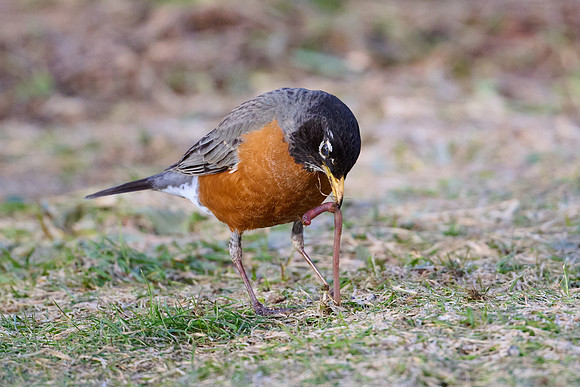 Robin catches worm, sequence #1