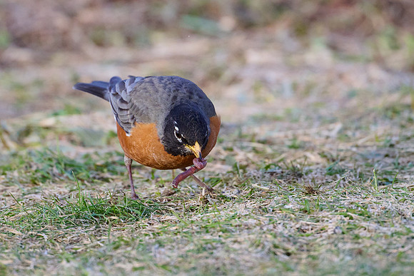 Robin catches worm, sequence #1