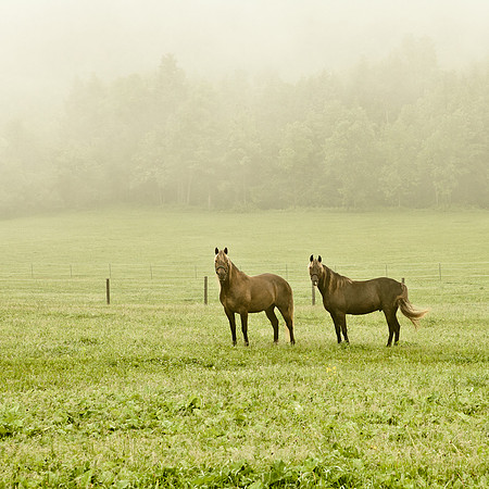 Trinity Pair
