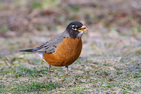 Robin catches worm, sequence #1