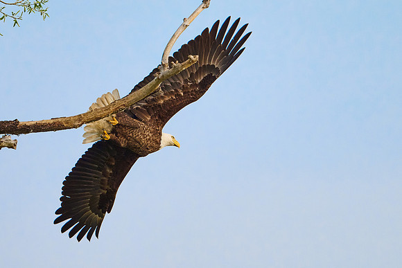 Bald Eagle, May 2025