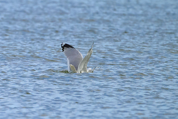 Seagull Dive 02, May 2025