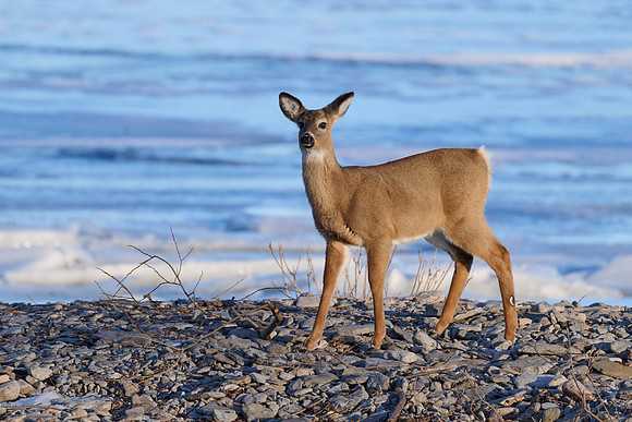 Deer on Beach, 2025-03-08 (frozen lake)