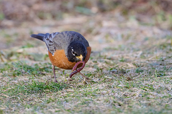 Robin catches worm, sequence #1