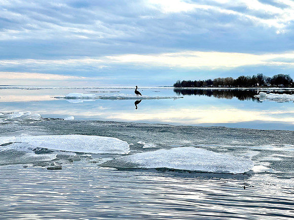 Goose on Ice Floe, 2022-03-24