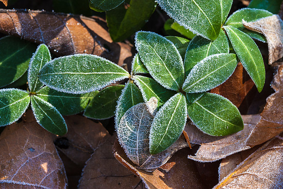 Periwinkle Frost