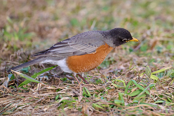Robin catches worm, sequence #2