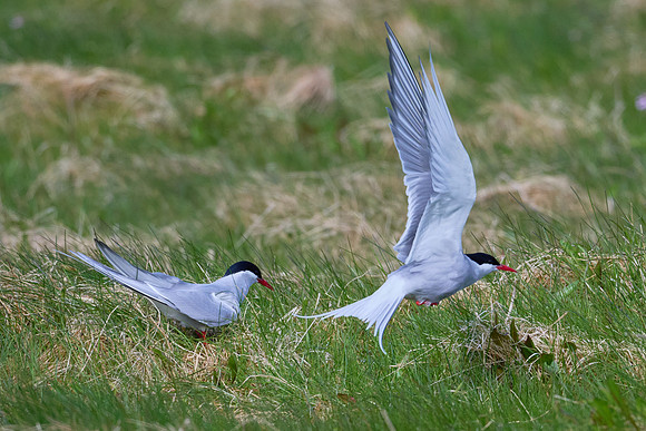 Arctic Tern (nesting), Grimsey, June 2025