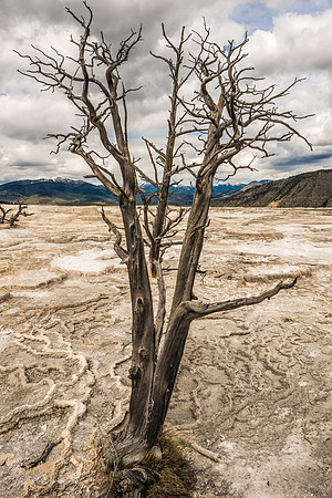 Mammoth Hot Springs, Yellowstone National Park