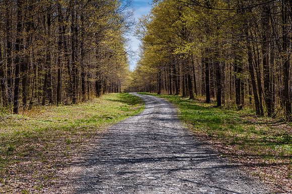 Muller Hill Forest
