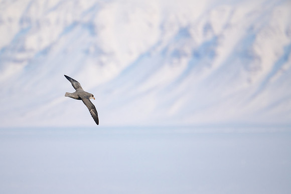 Fulmar (Petrel Family), Isfjorden, 13:41