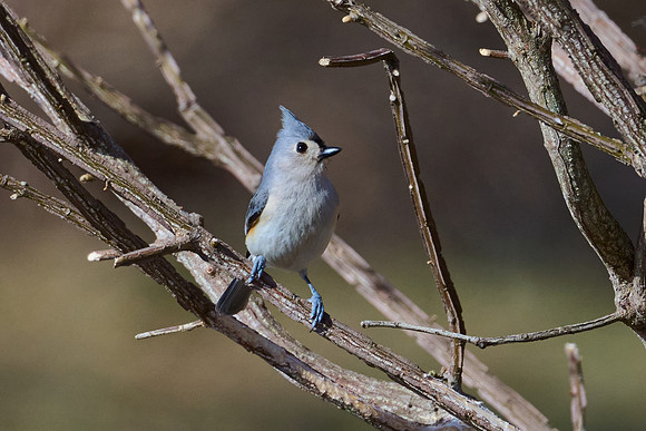 Tufted Titmouse