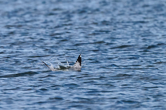 Seagull Dive 01, May 2025