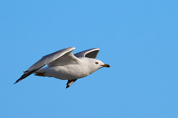 Seagull, April 2025