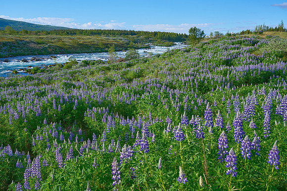 Spring Lupines, May 2025
