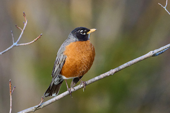 Robin fluffing herself
