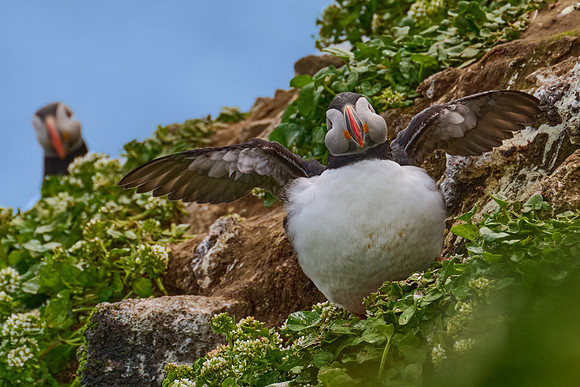 Atlantic Puffin, Grimsey, June 2025