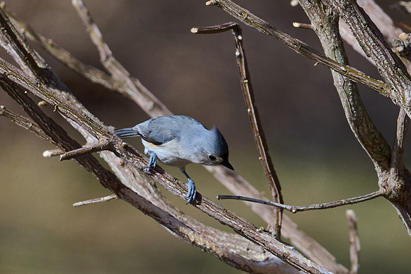Tufted Titmouse