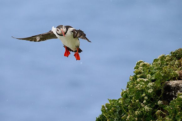 Atlantic Puffin, Grimsey, June 2025