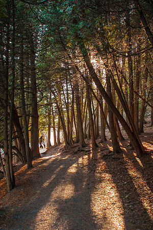 White Cedars at Green Lakes
