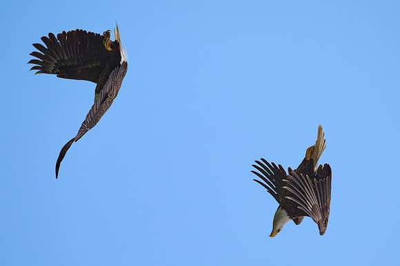Eagle Acrobatics, May 2025
