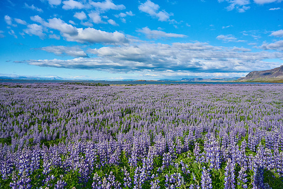 Lupines at Borgarnes, May 2025