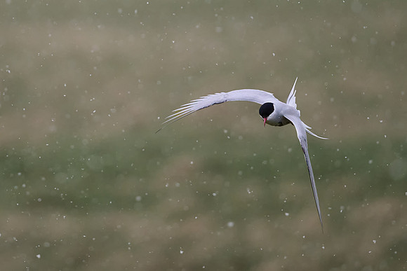 Arctic Tern, Grimsey, June 2025