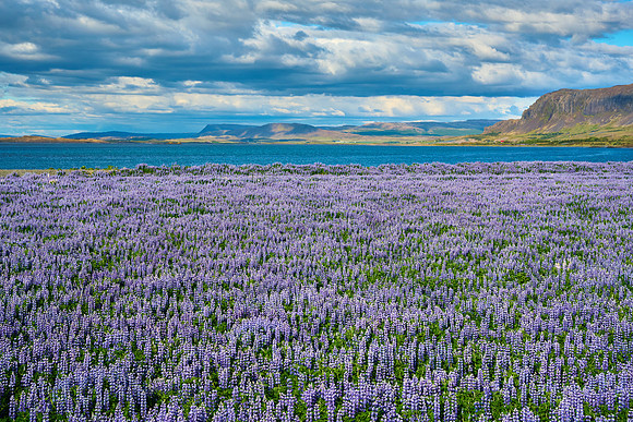 Lupines at Borgarnes, May 2025
