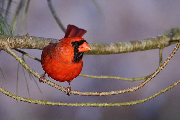 Male Cardinal in Pine Tree