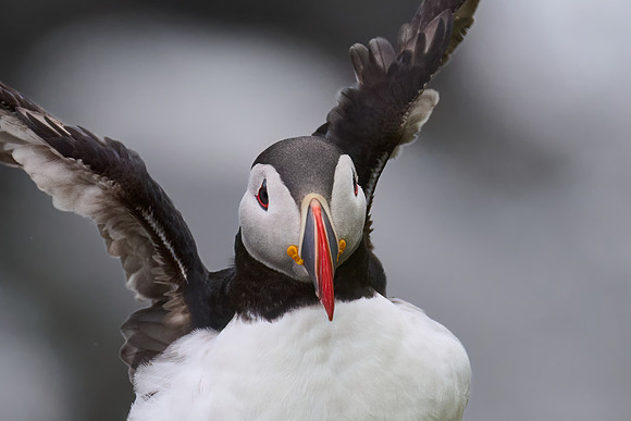 Atlantic Puffin, Grimsey, June 2025