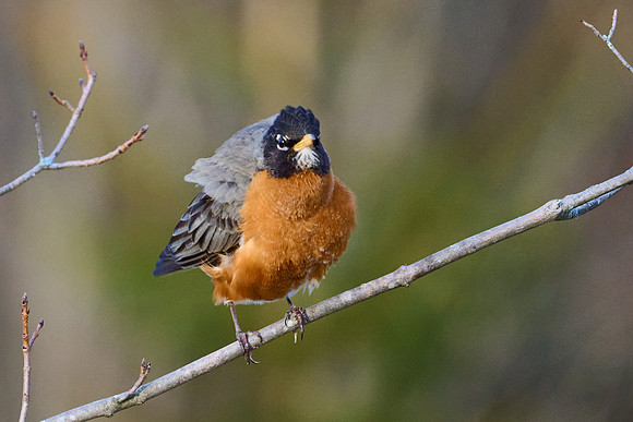 Robin fluffing herself