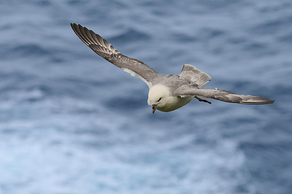 Fulmar, Grimsey, June 2025
