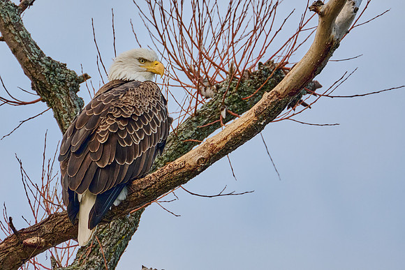 Bald Eagle, 2024-12-31