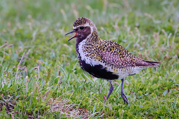Golden Plover, Grimsey, June 2025